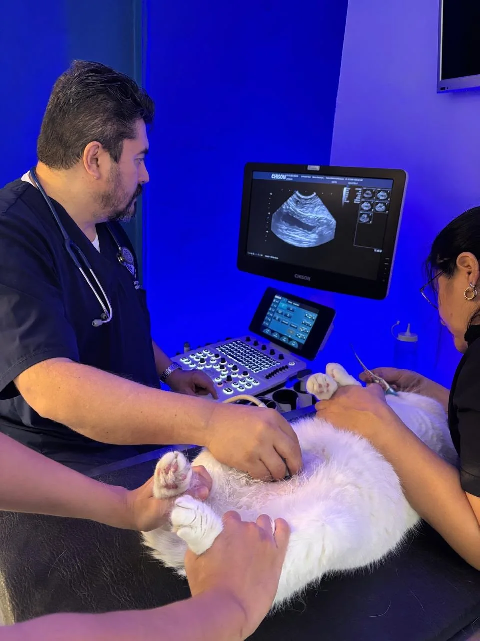Veterinarios realizando una ecografía a un paciente felino