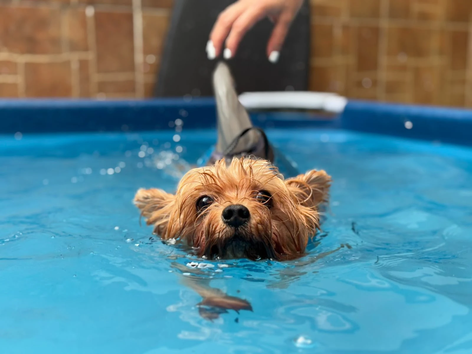 Paciente canino realizando hidroterapia durante su rehabilitación
